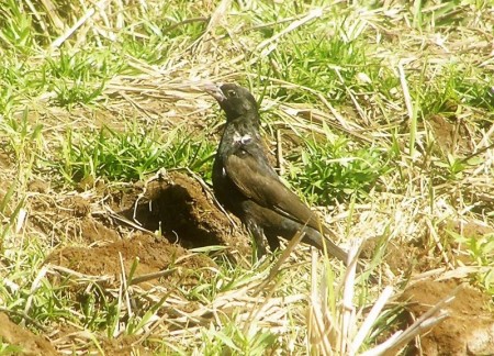 Buffalo Weaver Kotu Gambia
